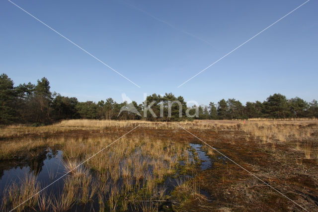 Oirschotse Heide