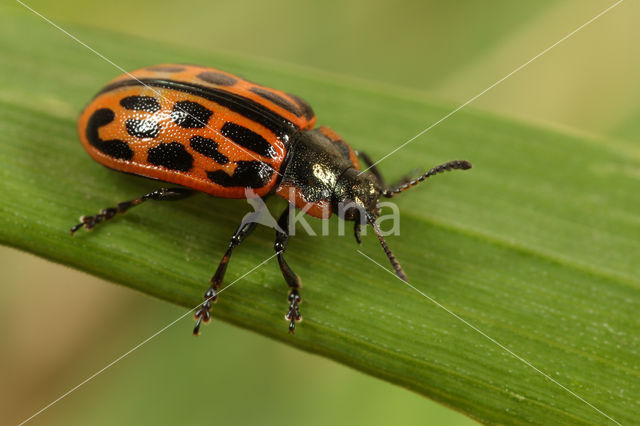 Twintigstippelig wilgenhaantje (Chrysomela vigintipunctata)