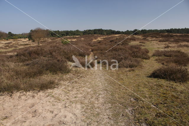 Groote Heide