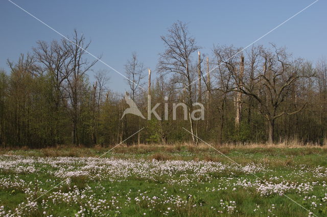Pinksterbloem (Cardamine pratensis)