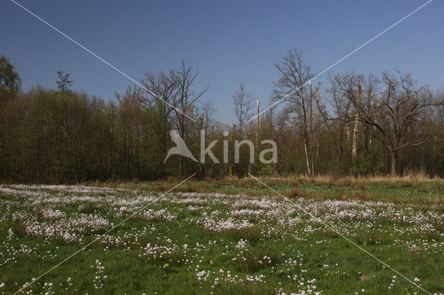 Pinksterbloem (Cardamine pratensis)