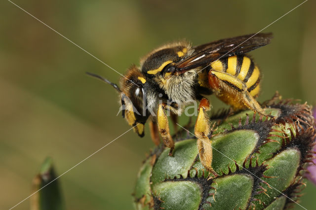 Grote wolbij (Anthidium manicatum)