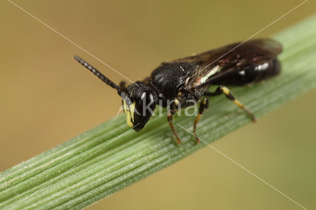 Gewone maskerbij (Hylaeus communis)