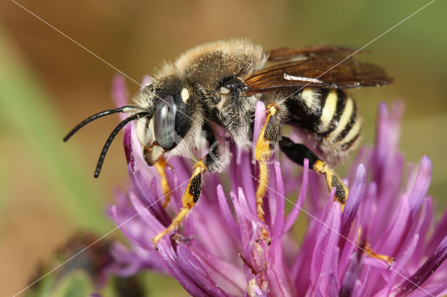 Trachusa interrupta