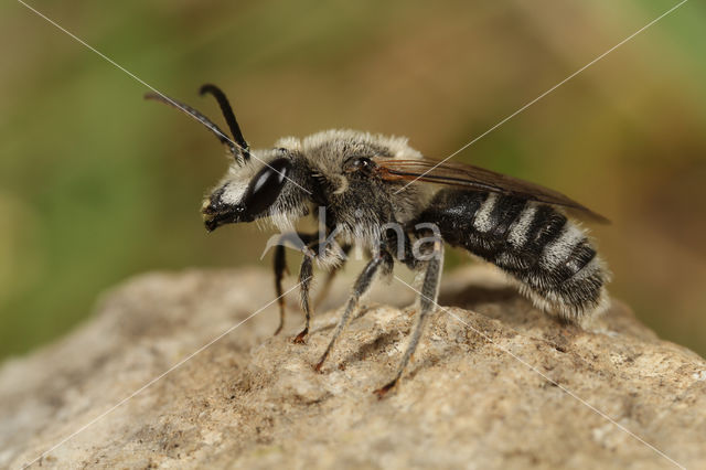 Lasioglossum albocinctum