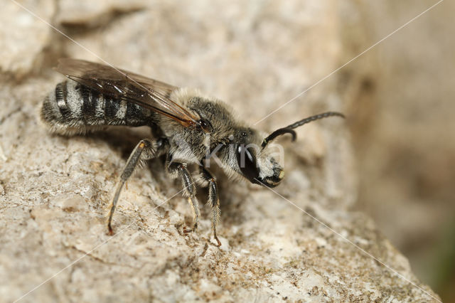 Lasioglossum albocinctum