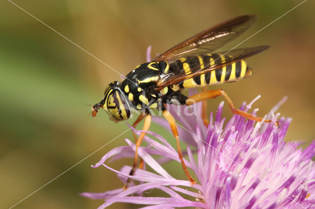 Spilomyia saltuum