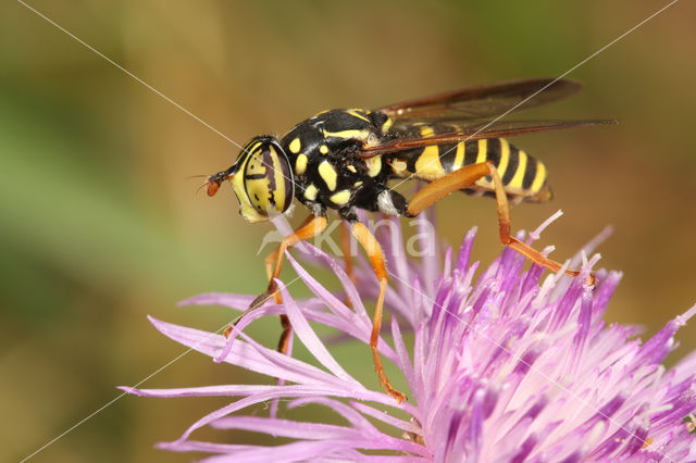 Kale Wespvlieg (Spilomyia saltuum)