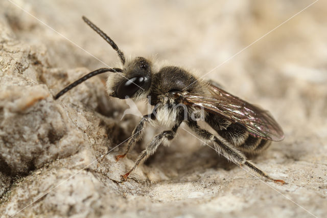 Andrena ventricosa