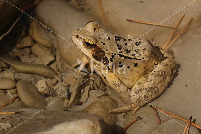 Bruine kikker (Rana temporaria)