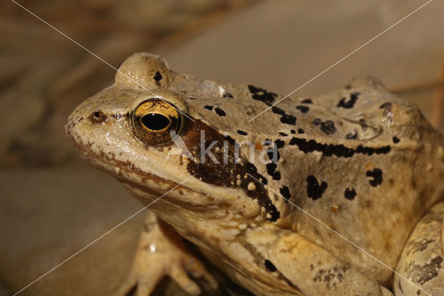 Bruine kikker (Rana temporaria)