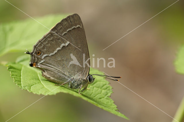 Purple Hairstreak (Neozephyrus quercus)