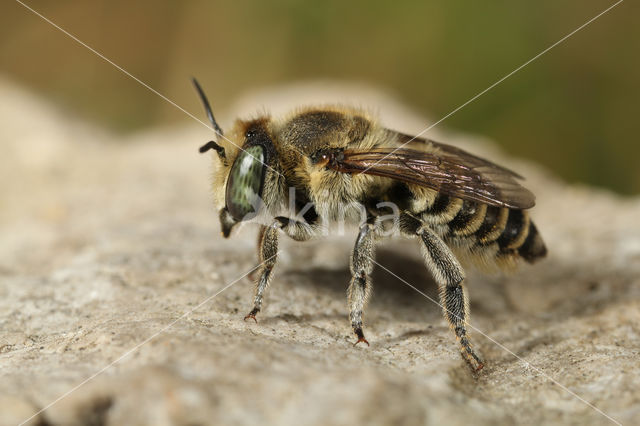 Megachile fertoni