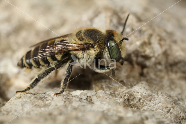 Megachile fertoni