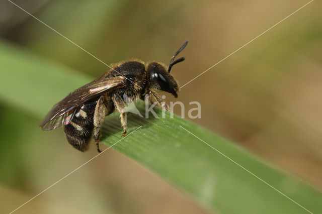 Breedbuikgroefbij (Lasioglossum lativentre)