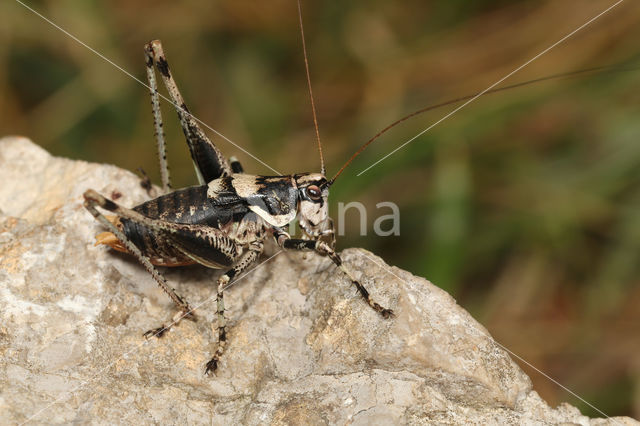 Pyrenean Bush-cricket (Antaxius pedestris)