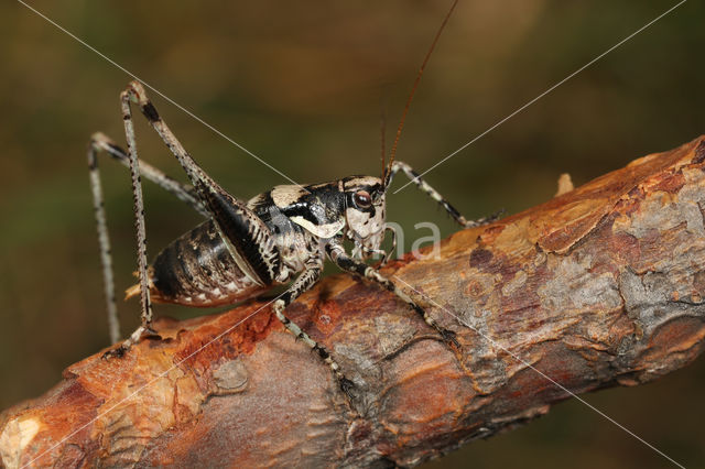 Pyrenean Bush-cricket (Antaxius pedestris)