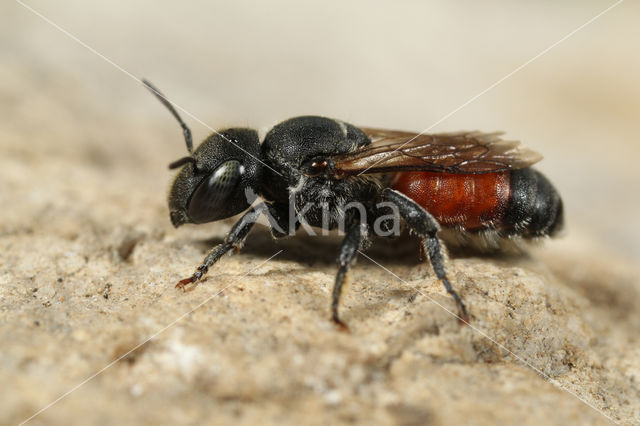 Osmia andrenoides