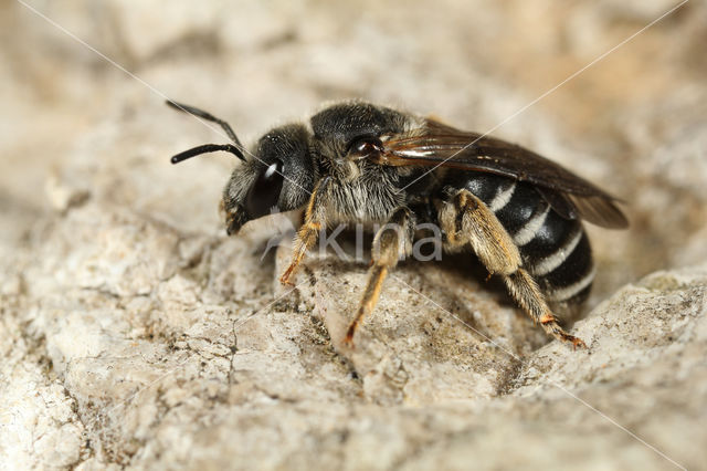 Halictus tetrazonius