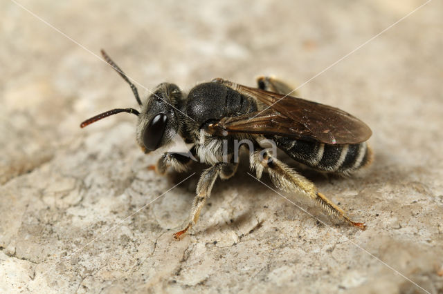 Andrena ventricosa