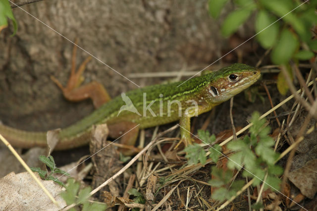 Westelijke Smaragdhagedis (Lacerta bilineata)