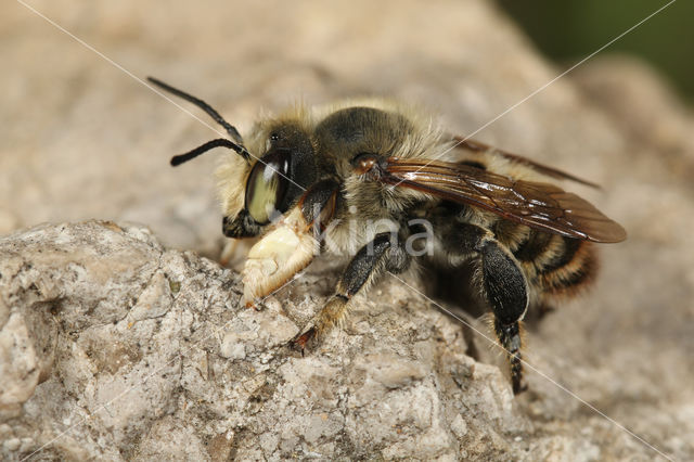 Kustbehangersbij (Megachile maritima)