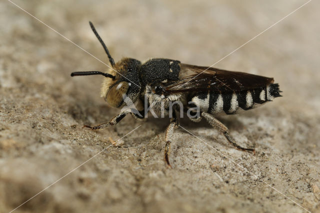 Coelioxys afer