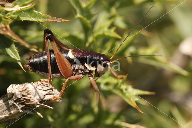 Anonconotus ghilianii