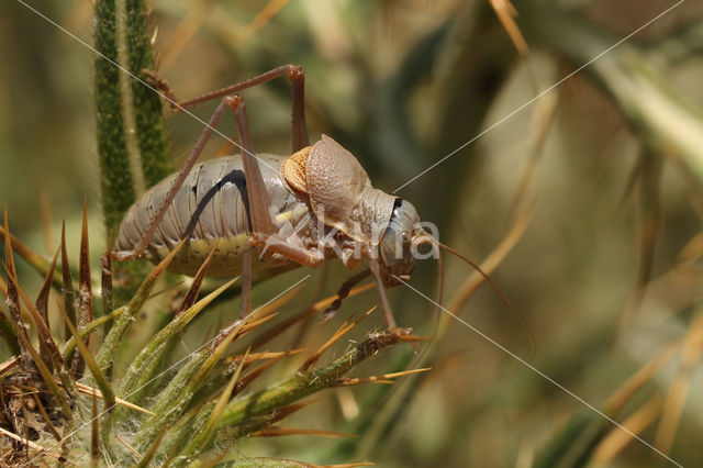 Ephippiger terrestris