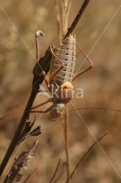 Alpine Saddle-backed Bush-cricket (Ephippiger terrestris)