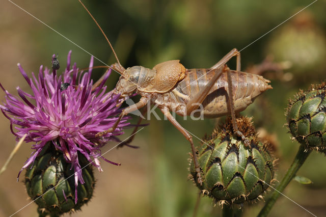 Alpine Saddle-backed Bush-cricket (Ephippiger terrestris)