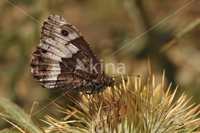 Grote boswachter (Hipparchia fagi)