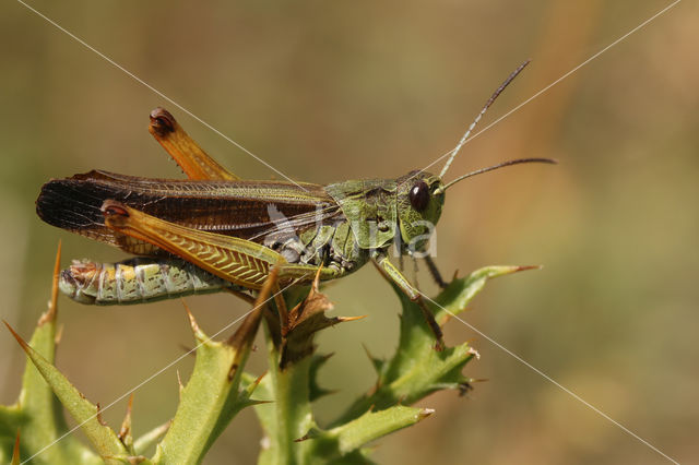 Large mountain grasshopper (Stauroderus scalaris)