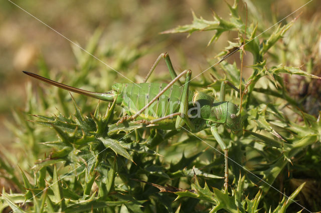 Ephippiger terrestris