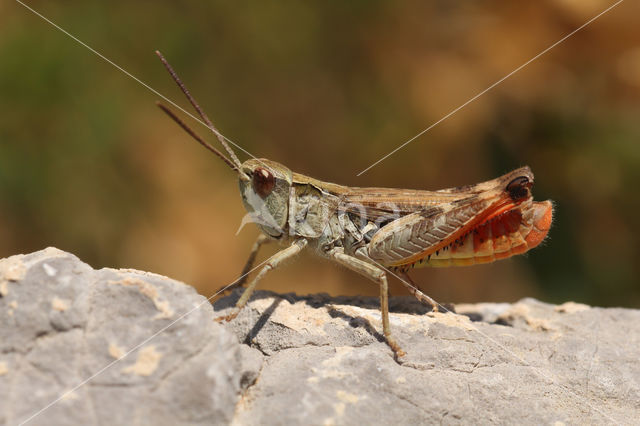 Chorthippus saulcyi