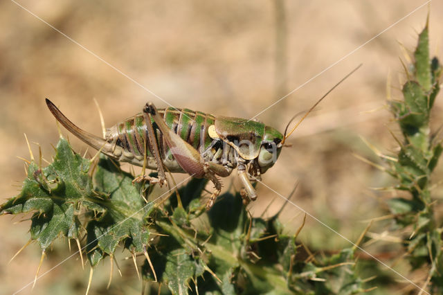 Anonconotus ghilianii