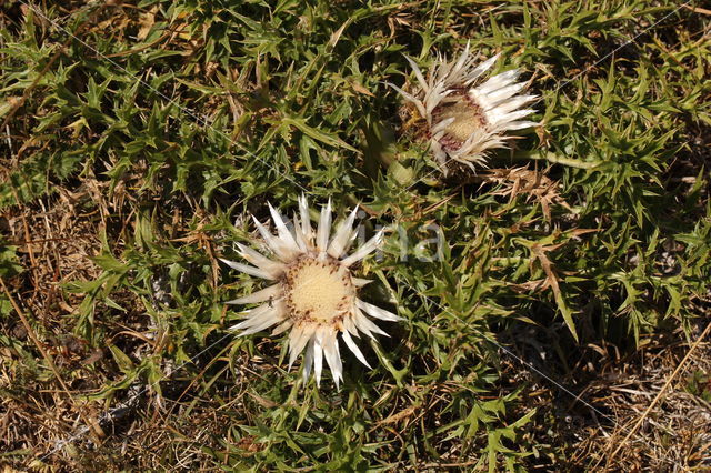 Zilverdistel (Carlina acaulis)