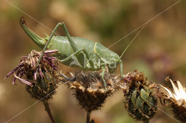 Dikbuiksprinkhaan (Polysarcus denticauda)