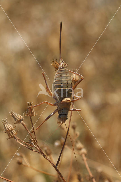 Ephippiger terrestris