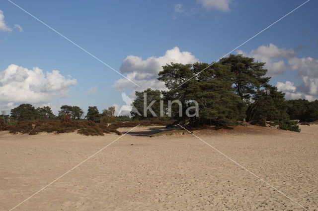 Korte Duinen