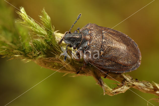 European Turtle Bug (Podops inuncta)