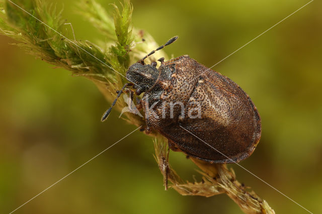 European Turtle Bug (Podops inuncta)