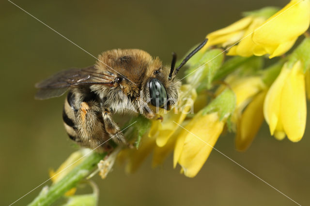 Tetralonia salicariae