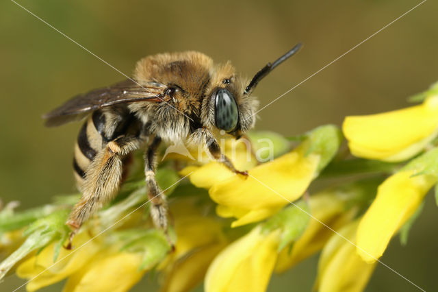 Tetralonia salicariae