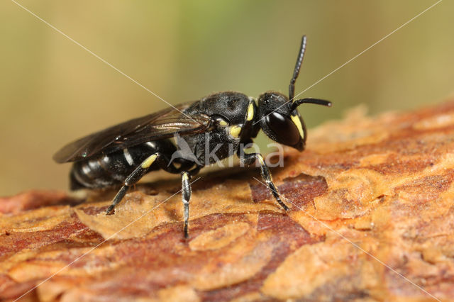 Weidemaskerbij (Hylaeus gibbus)