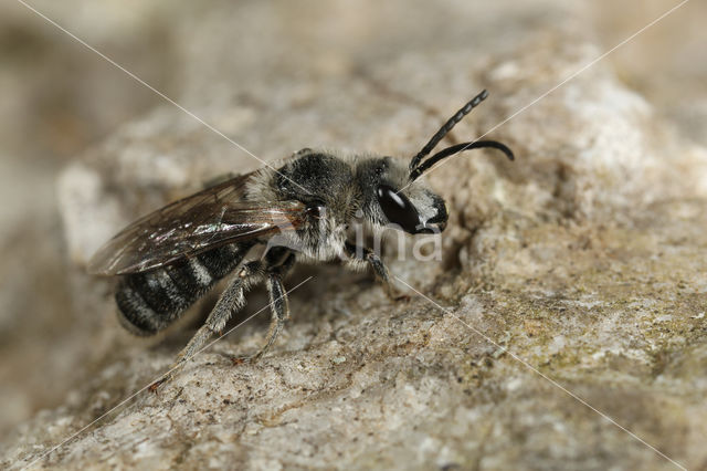 Lasioglossum albocinctum