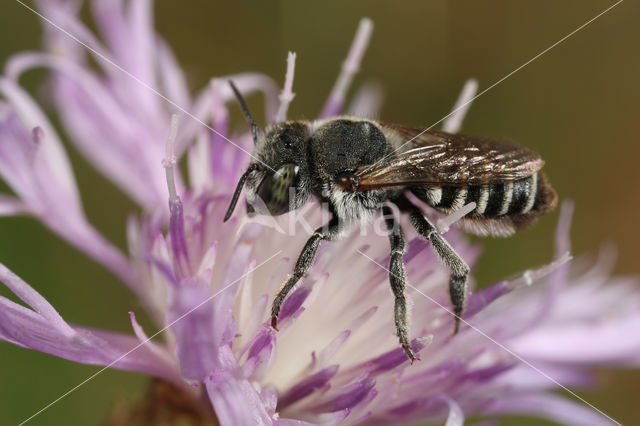 Megachile flabellipes