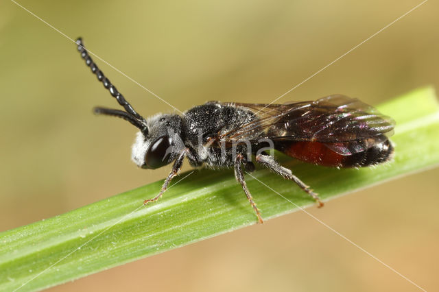 Dikkopbloedbij (Sphecodes monilicornis)