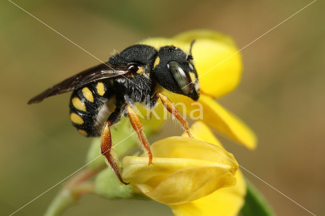 Anthidium lituratum