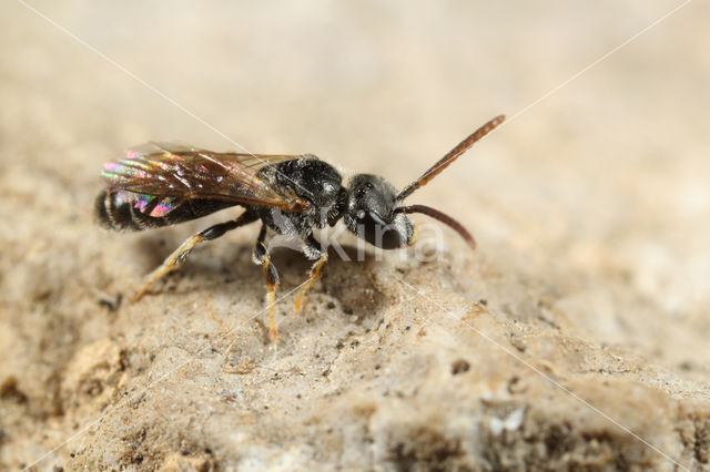 Lasioglossum glabriusculum